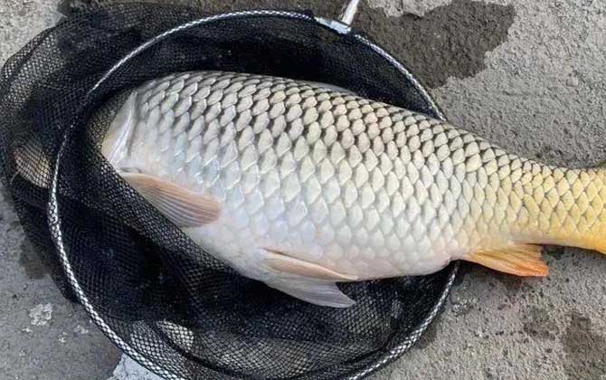 红薯味饵料适合钓什么鱼？