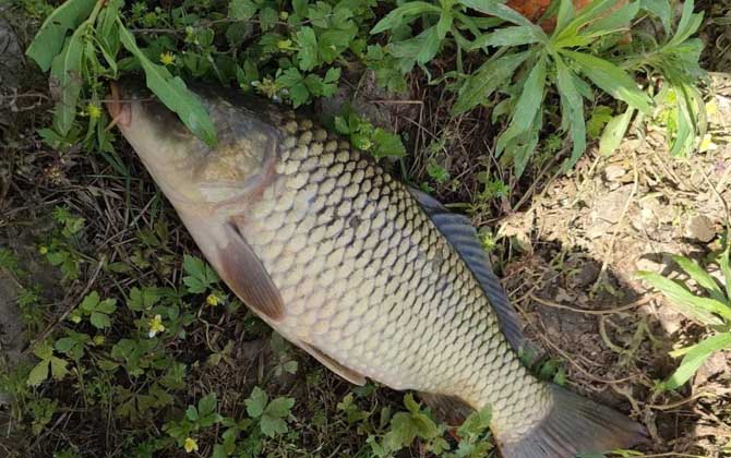 夏天早上钓鱼钓远还是钓近？