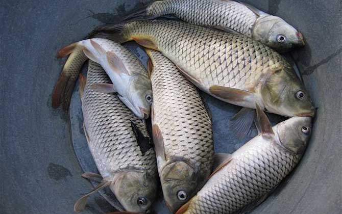 怎么样才能钓到大鱼？