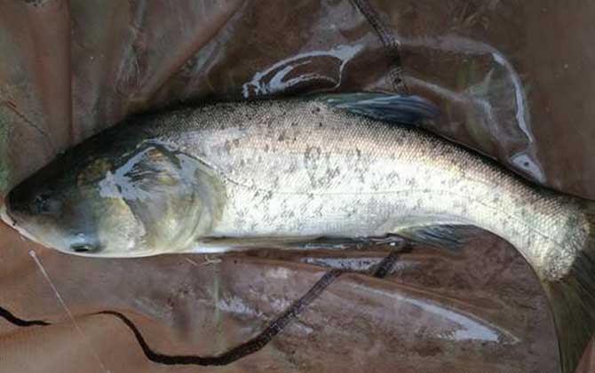 钓鲢鳙黑漂打不到是什么原因？