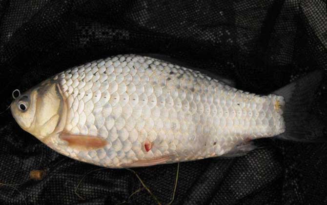 五谷杂粮窝料钓什么鱼