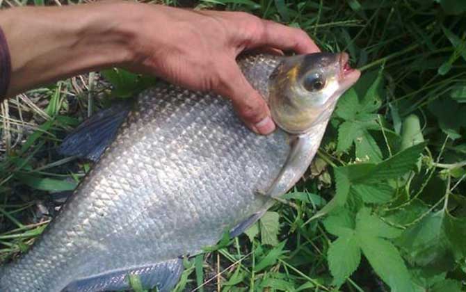钓鳊鱼用什么饵料最好