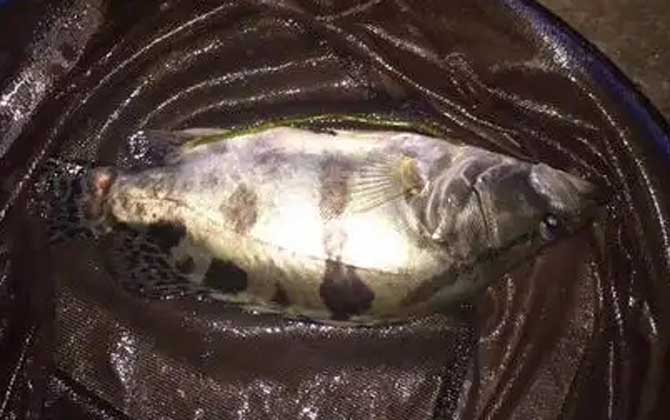 亮片可以路亚鳜鱼吗