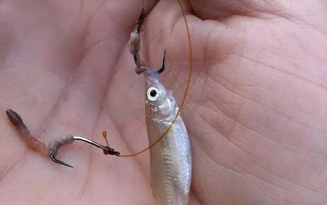 为什么蚯蚓钓的都是小鱼