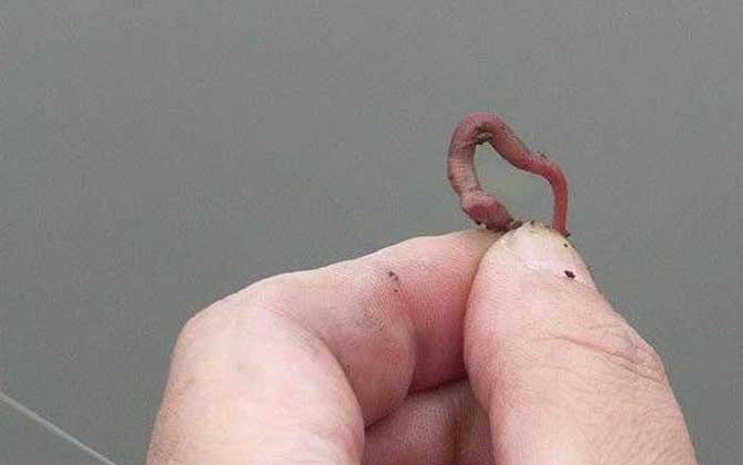 为什么用蚯蚓很难钓到鲤鱼