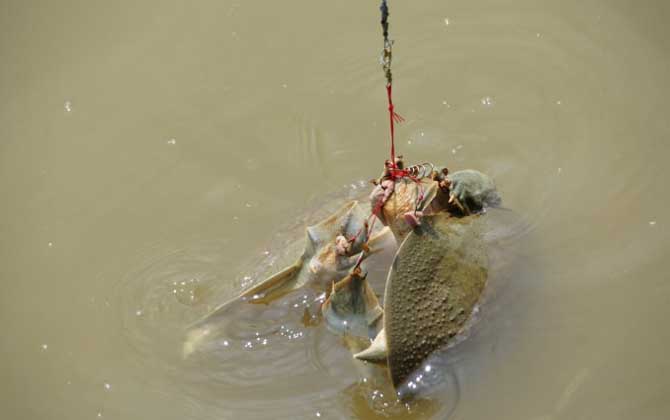 用什么钓甲鱼最快