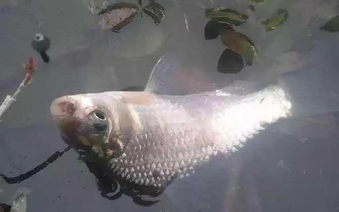 春季钓鱼用奶香还是腥香