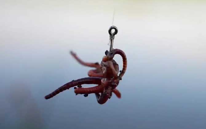 野钓通杀饵料哪款最好