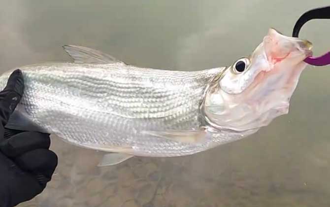 米诺钓什么鱼效果好