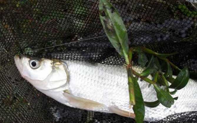 黑坑钓翘嘴用多大线组