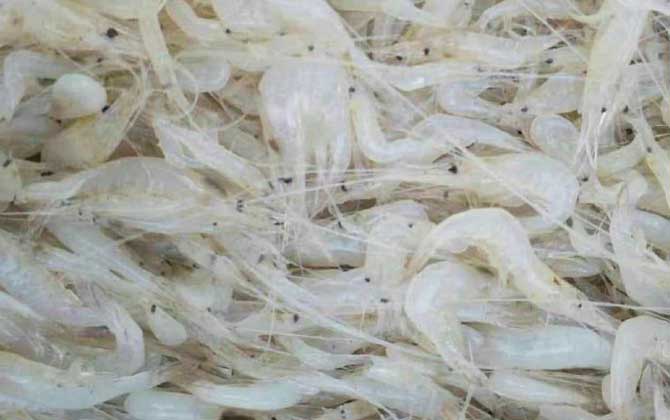 白虾价格多少钱一斤