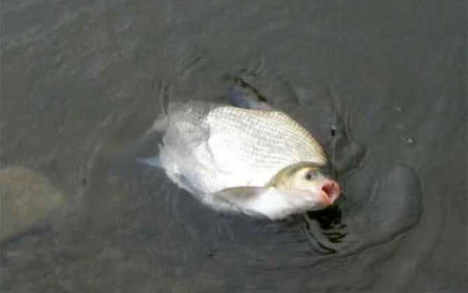 鳊鱼和草鱼哪个好吃