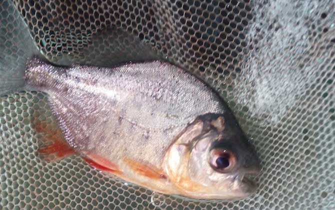 红鲳鱼为什么这么便宜