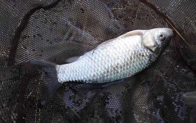 鲫鱼有几个品种