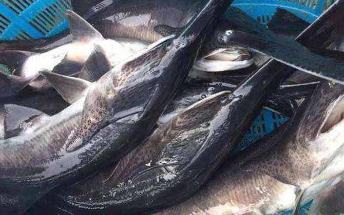 匙吻鲟是什么动物