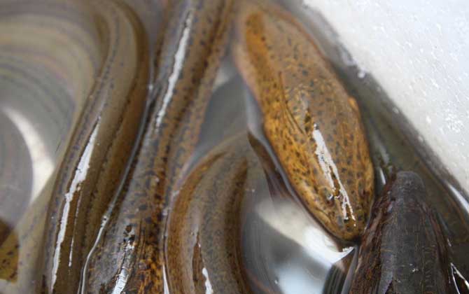 黄鳝吃什么食物