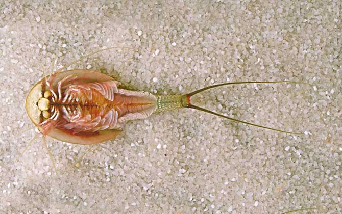 三眼恐龙虾是什么动物