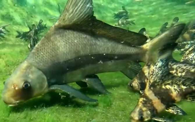 胭脂鱼吃了判几年