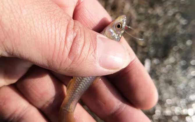 麦穗鱼一年繁殖几次