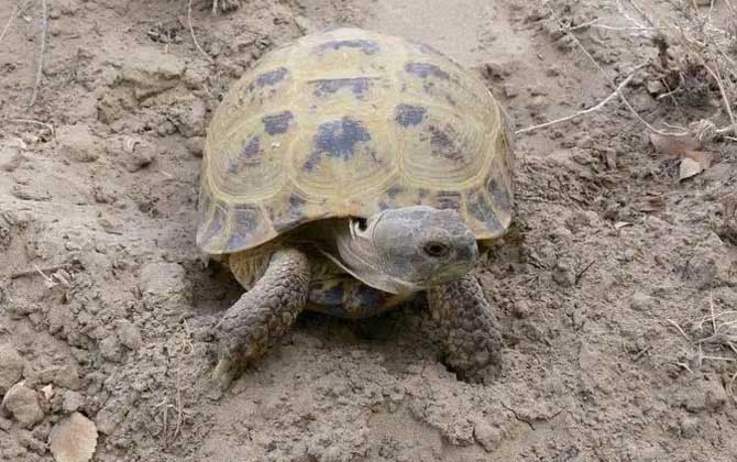 乌龟是什么动物