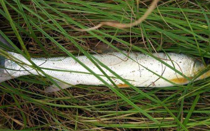 鳡鱼是上等鱼吗