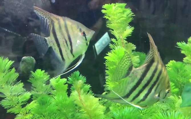 神仙鱼可以和孔雀鱼混养吗