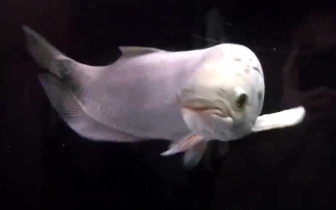 银龙鱼吃什么饲料最好