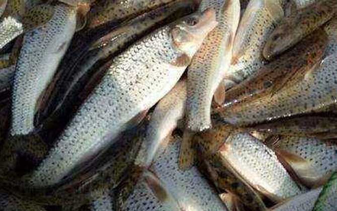 花骨鱼是什么鱼