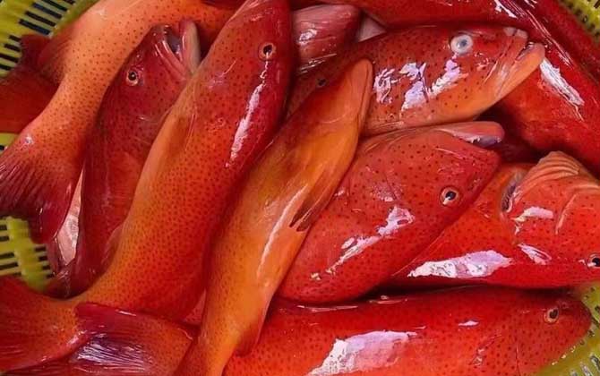 东星斑和红石斑鱼哪个档次高