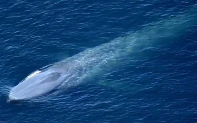 蓝鲸是什么动物