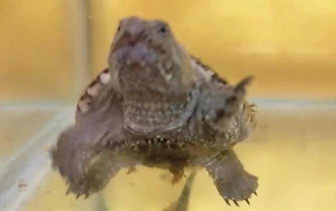 佛罗里达鳄龟是什么龟