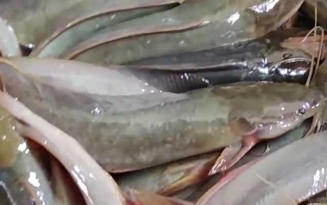 埃及胡子鲶是什么鱼